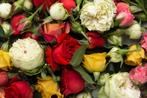 Цены на розы вырастут на фоне ограничения ввоза цветов из Армении